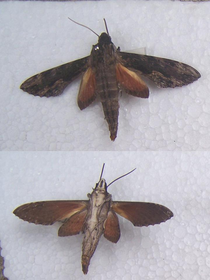 FIGURE 2f FIGURE 2f
